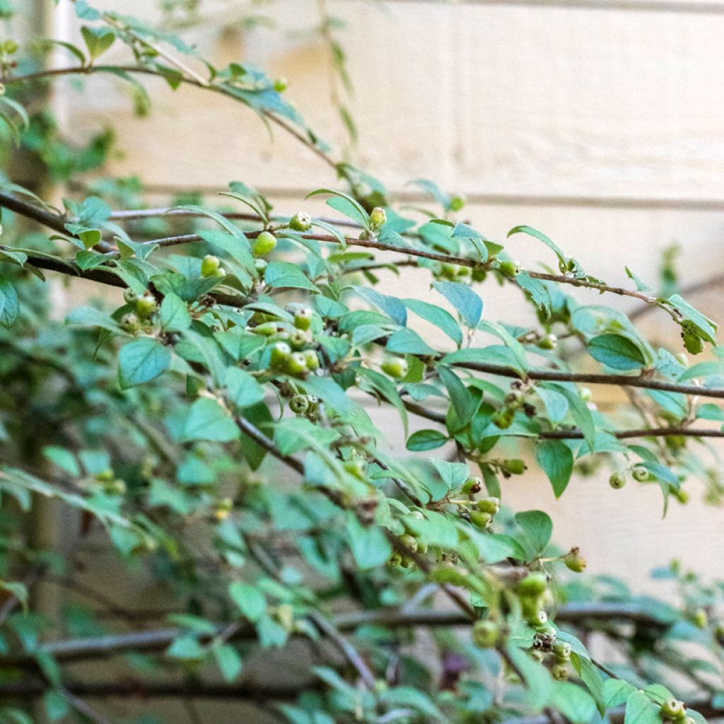 Cotoneaster franchetii - Cotognastro di Franchet (semi)