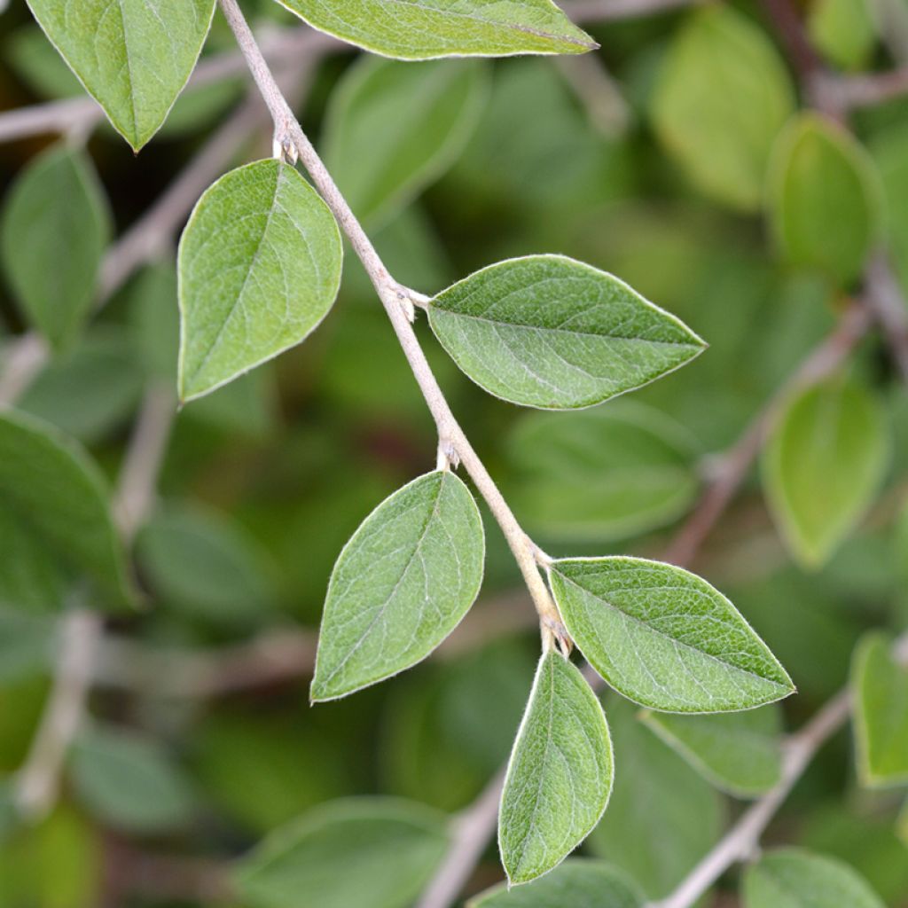 Cotoneaster franchetii - Cotognastro di Franchet (semi)