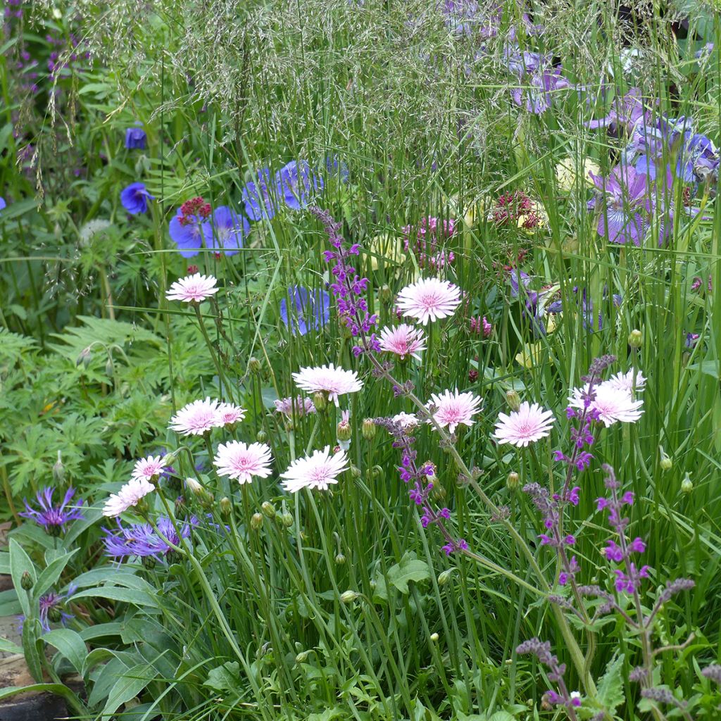 Crepis rubra (semi) - Radicchiella rosea