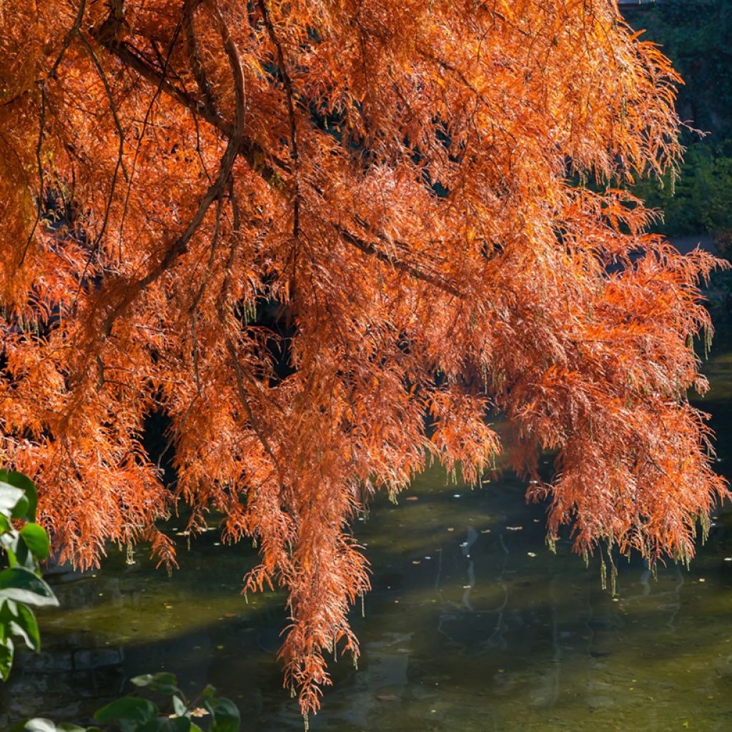Taxodium distichum - Cipresso delle paludi (semi)