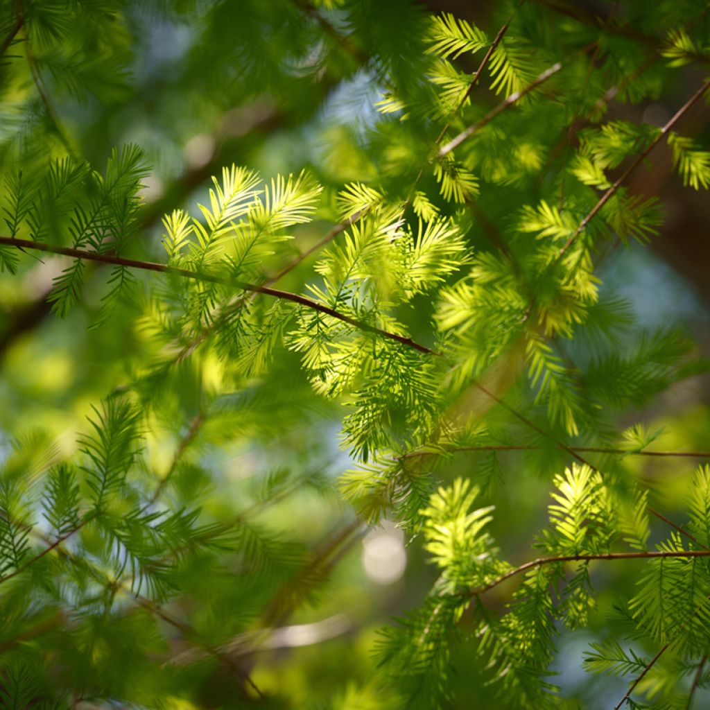 Taxodium distichum - Cipresso delle paludi (semi)
