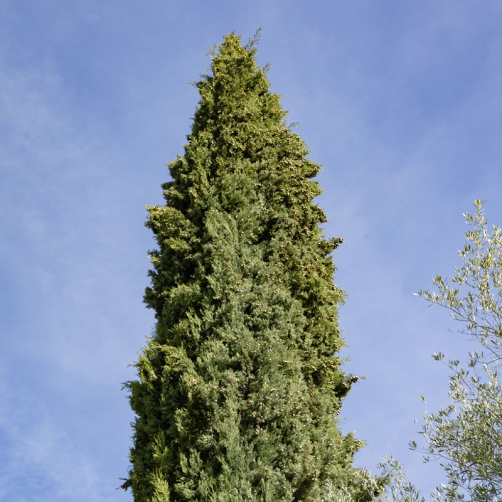 Cupressus sempervirens Garda - Cipresso comune (semi)