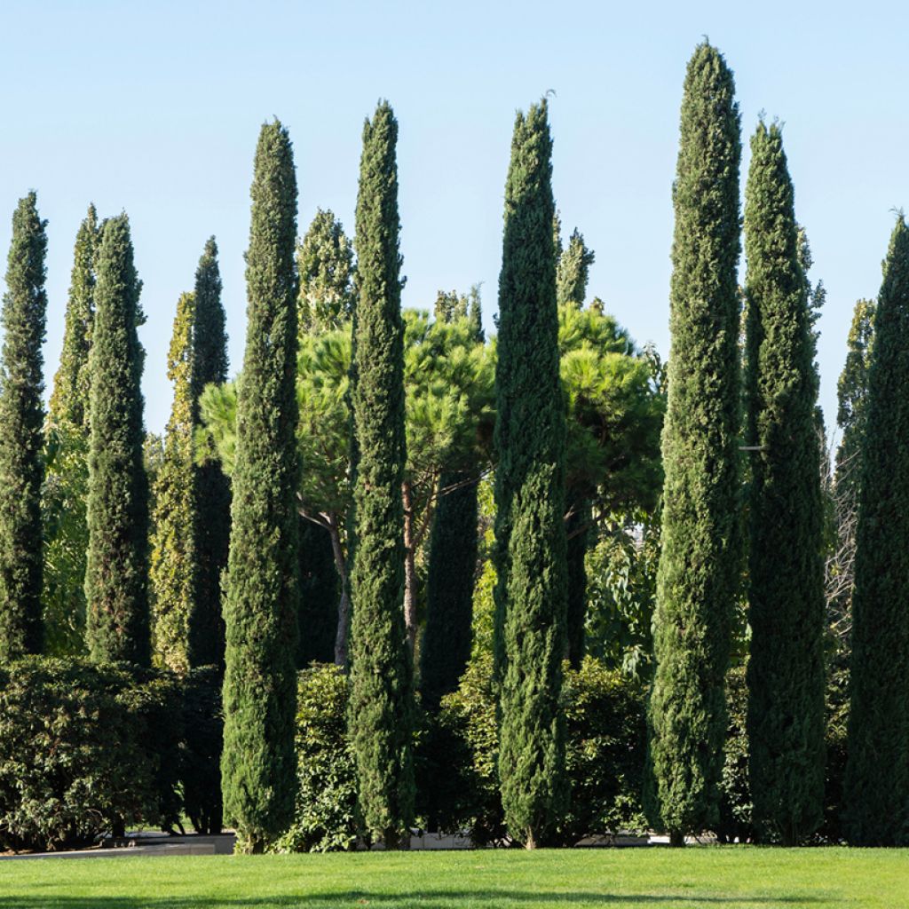 Cupressus sempervirens Garda - Cipresso comune (semi)