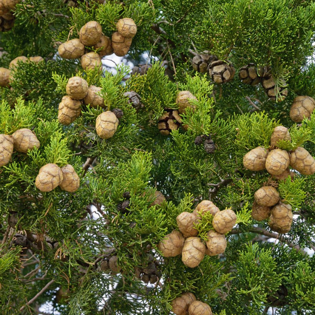 Cupressus sempervirens Garda - Cipresso comune (semi)