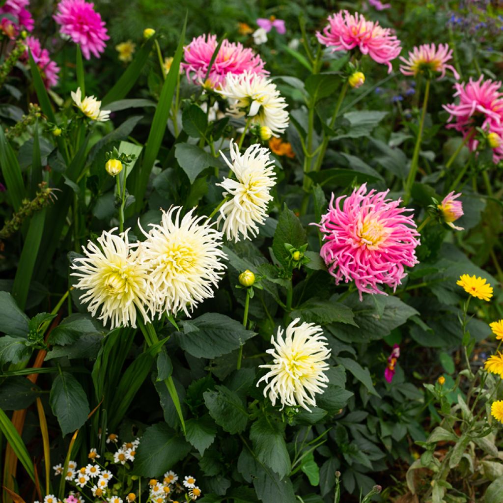Dahlia variabilis Cactus Hybrids Mixed