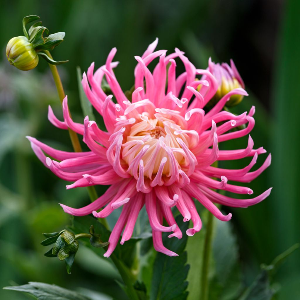 Dahlia variabilis Cactus Hybrids Mixed