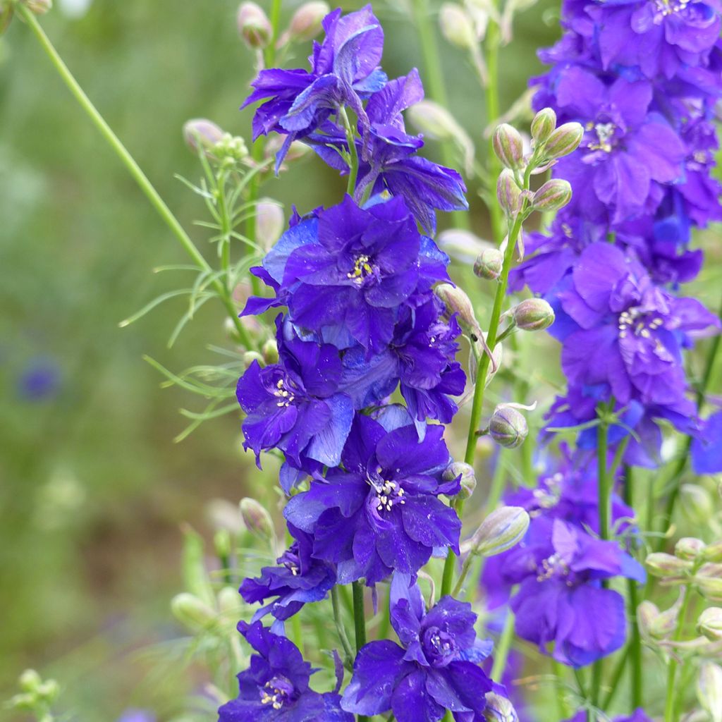 Delphinium Imperial QIS Dark Blue (semi) - Speronella