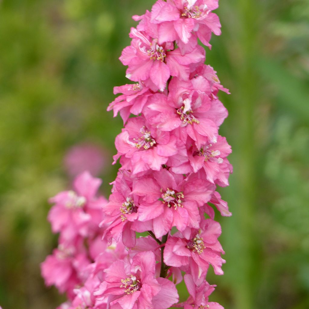 Delphinium Imperial QIS Salmon Pink (semi) - Speronella