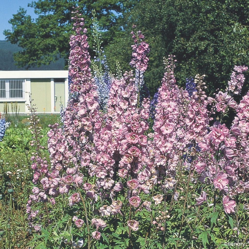 Delphinium Pacific Giants Astolat (semi) - Speronella