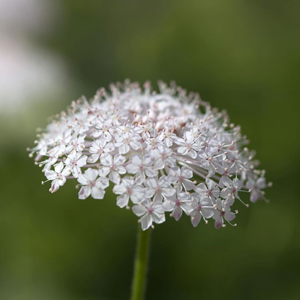 Trachymene caeruleus Lace Pink (semi)