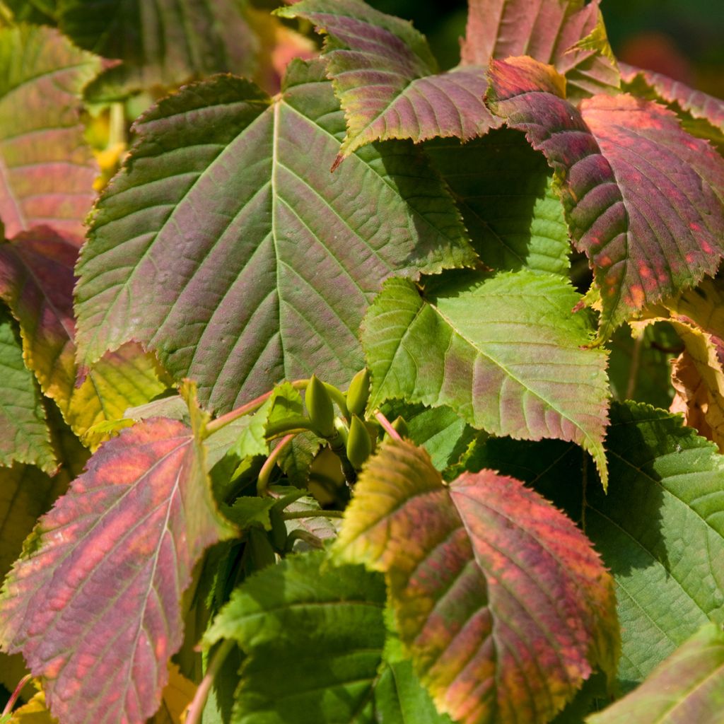 Graines d'Erable - Acer davidii