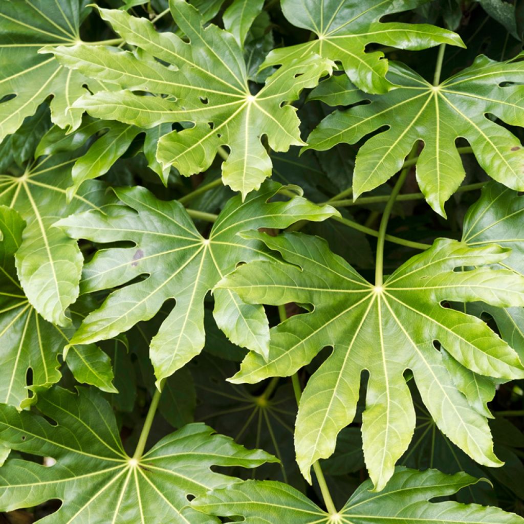 Fatsia japonica (semi) - Aralia giapponese