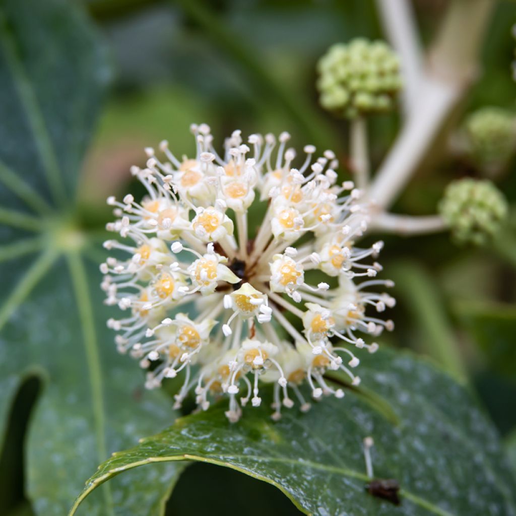 Fatsia japonica (semi) - Aralia giapponese