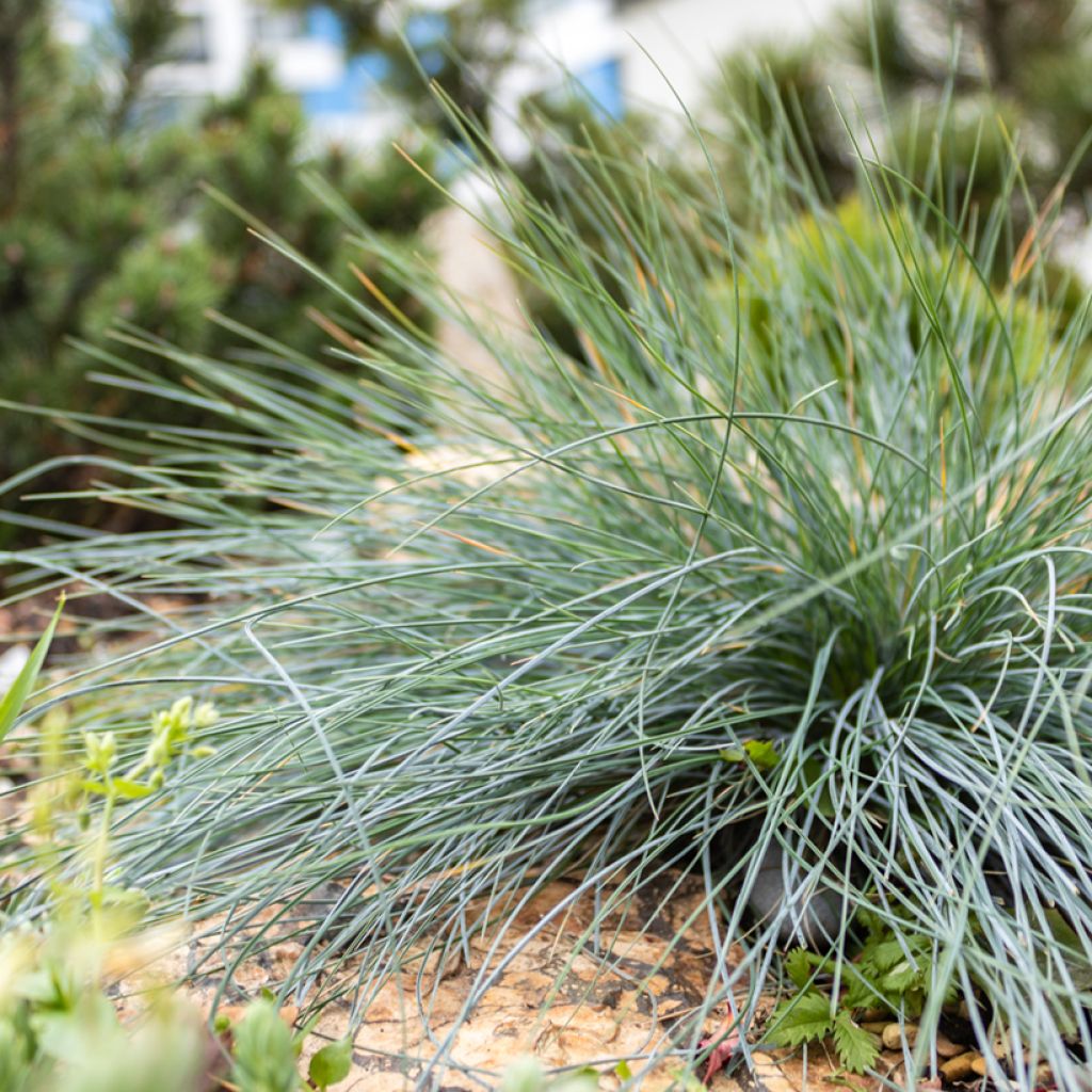 Festuca glauca - Festuca blu (semi)