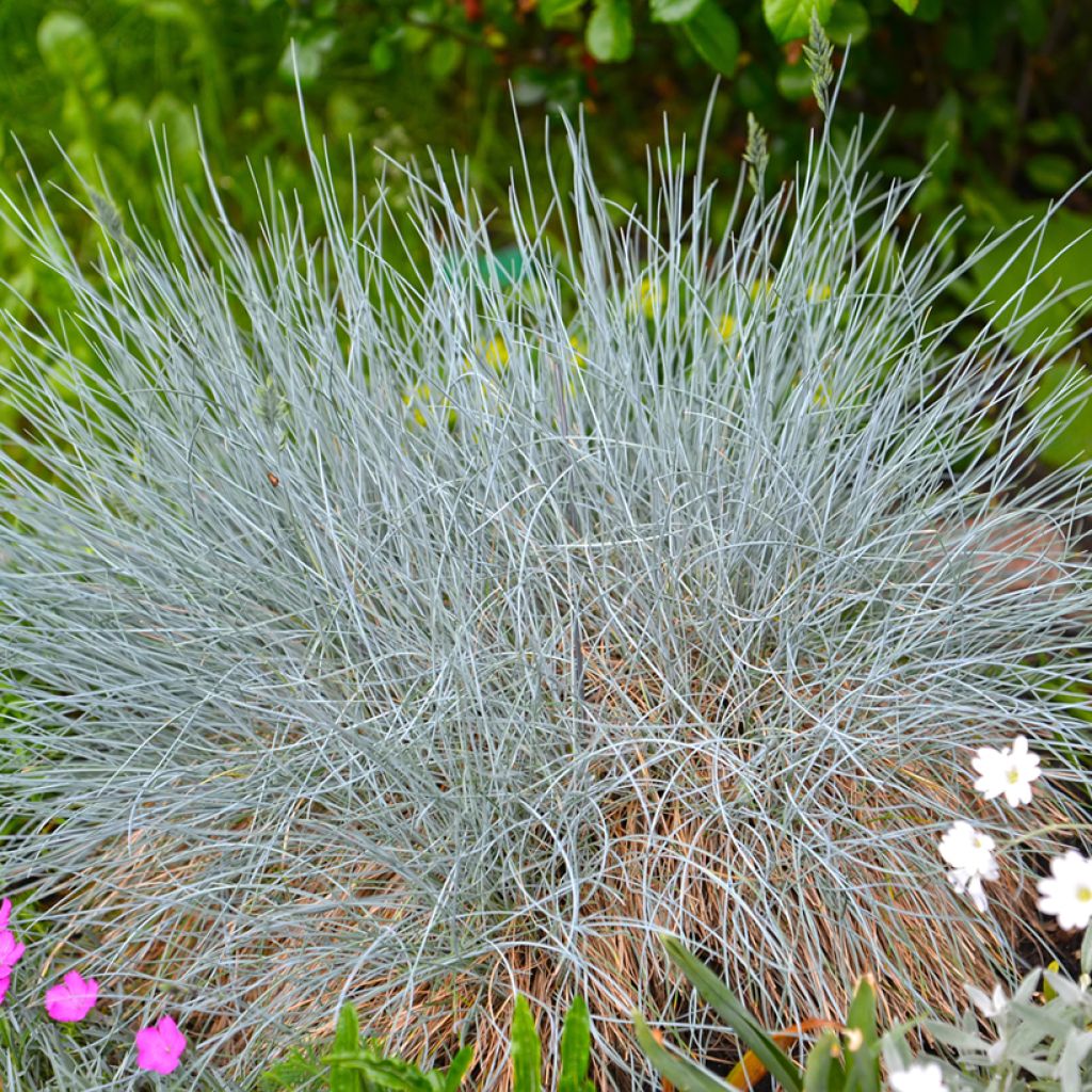 Festuca glauca - Festuca blu (semi)