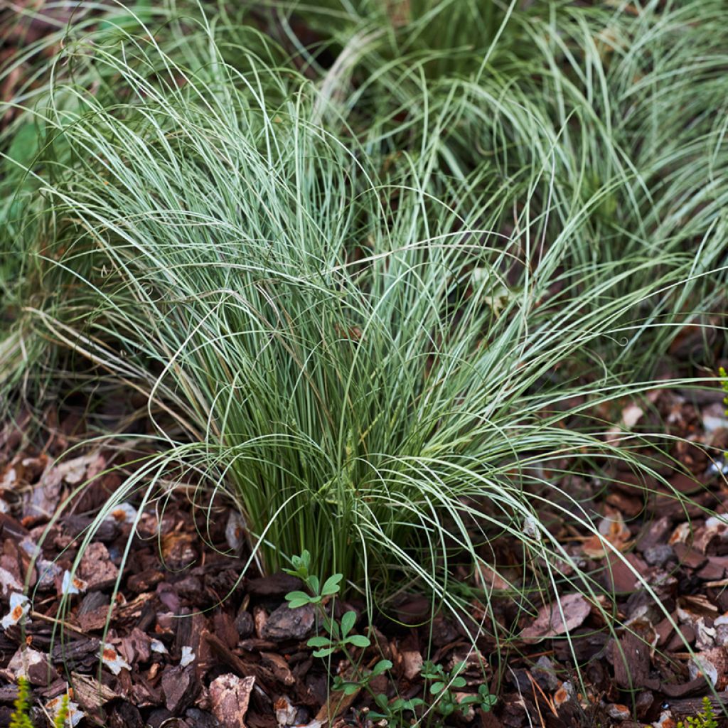 Festuca glauca - Festuca blu (semi)
