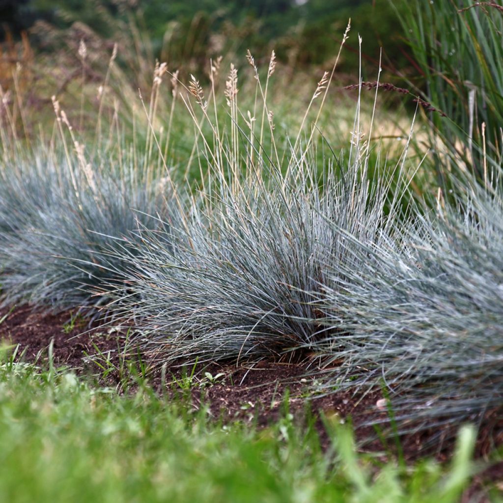 Festuca glauca - Festuca blu (semi)