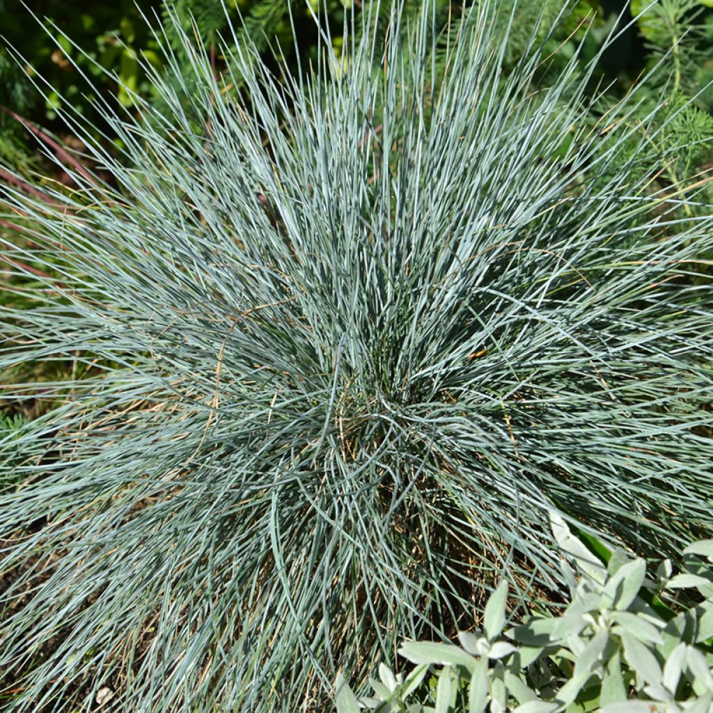 Festuca glauca - Festuca blu (semi)