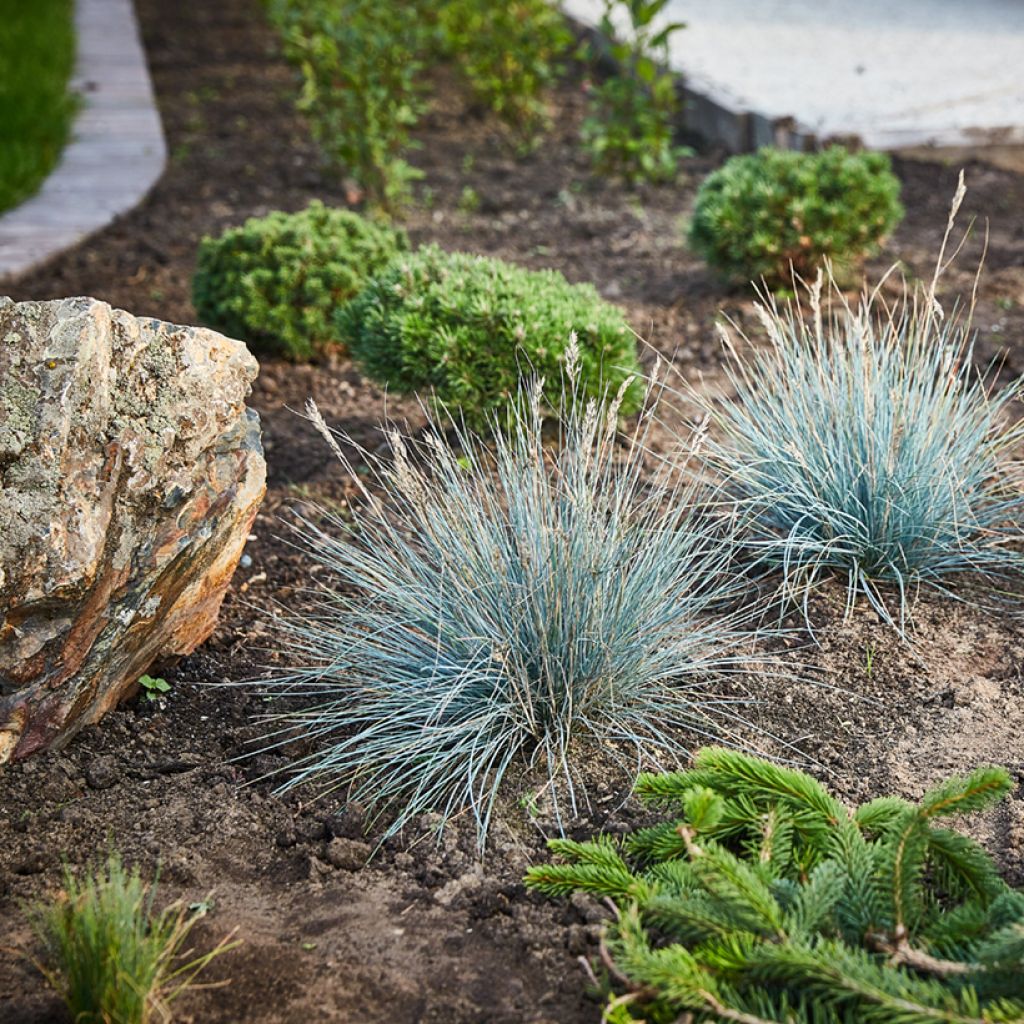 Festuca glauca - Festuca blu (semi)