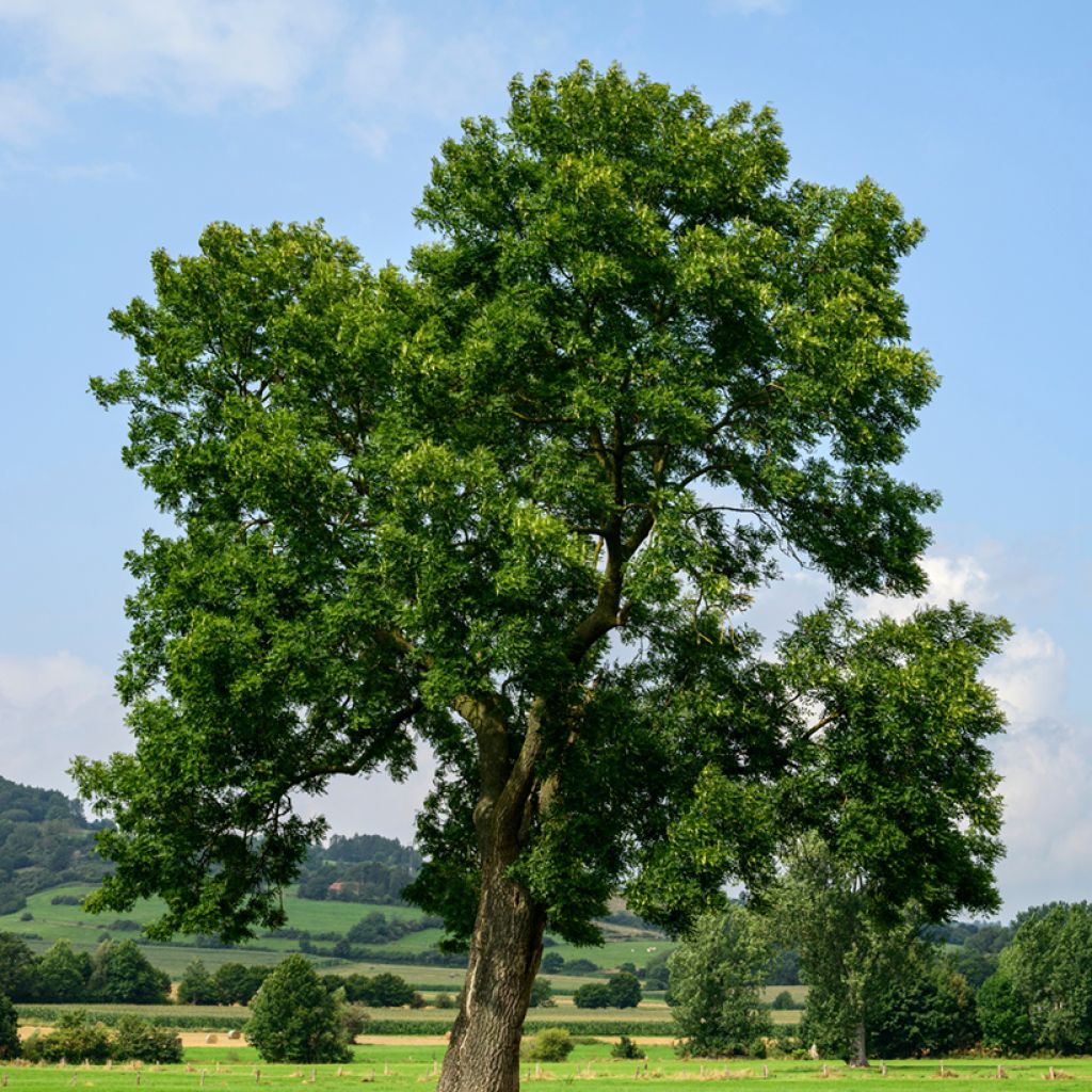 Fraxinus excelsior - Frassino maggiore (semi)