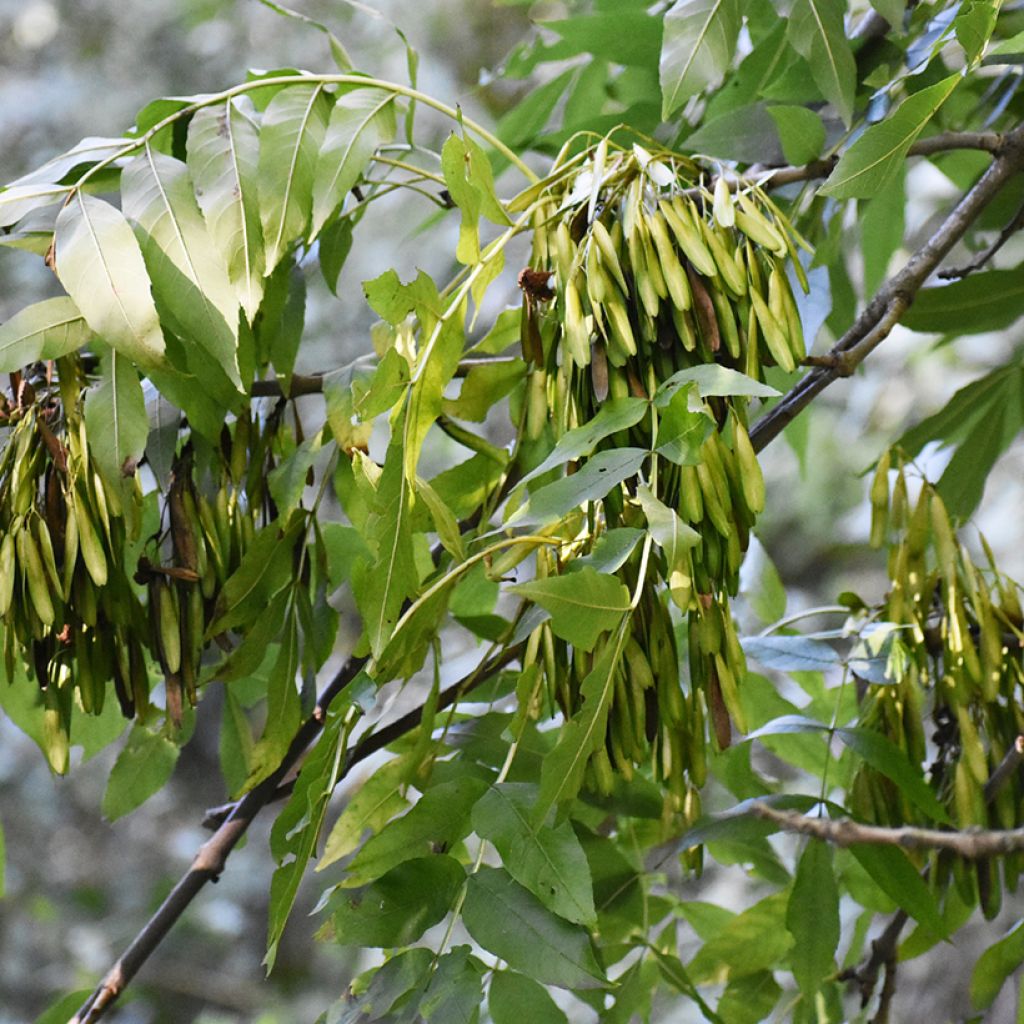 Fraxinus excelsior - Frassino maggiore (semi)