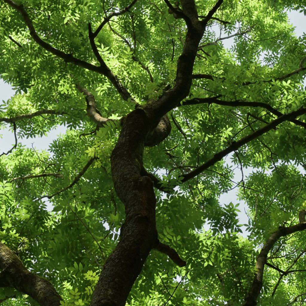 Fraxinus excelsior - Frassino maggiore (semi)