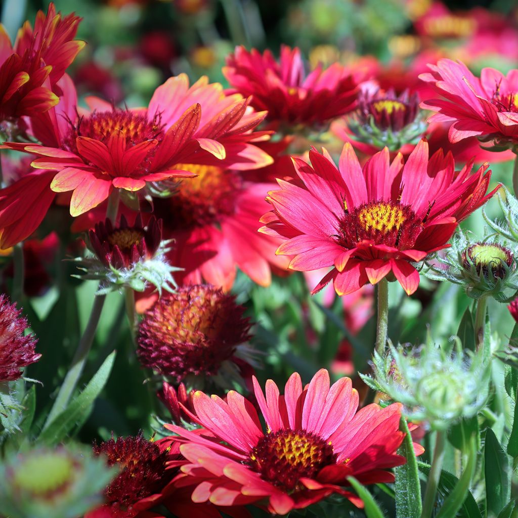 Gaillardia grandiflora Arizona Red Shades (semi)