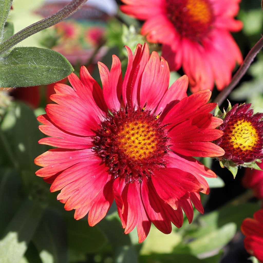 Gaillardia grandiflora Arizona Red Shades (semi)