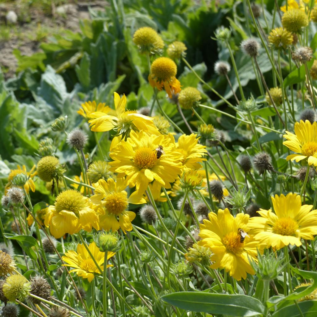Gaillardia grandiflora Aurea Pura (semi)