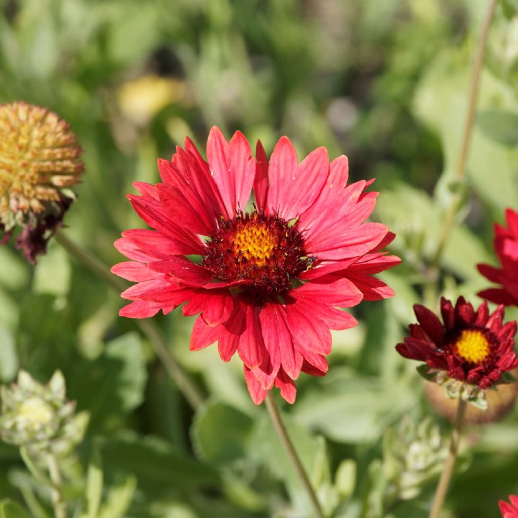 Gaillardia grandiflora Burgunder (semi)