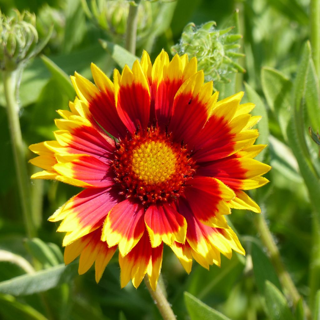 Gaillardia grandiflora Dazzler (semi)