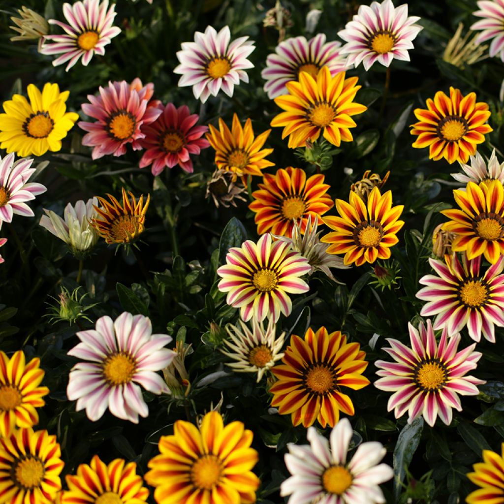Gazania Sunshine Hybrids - Gazania del Capo