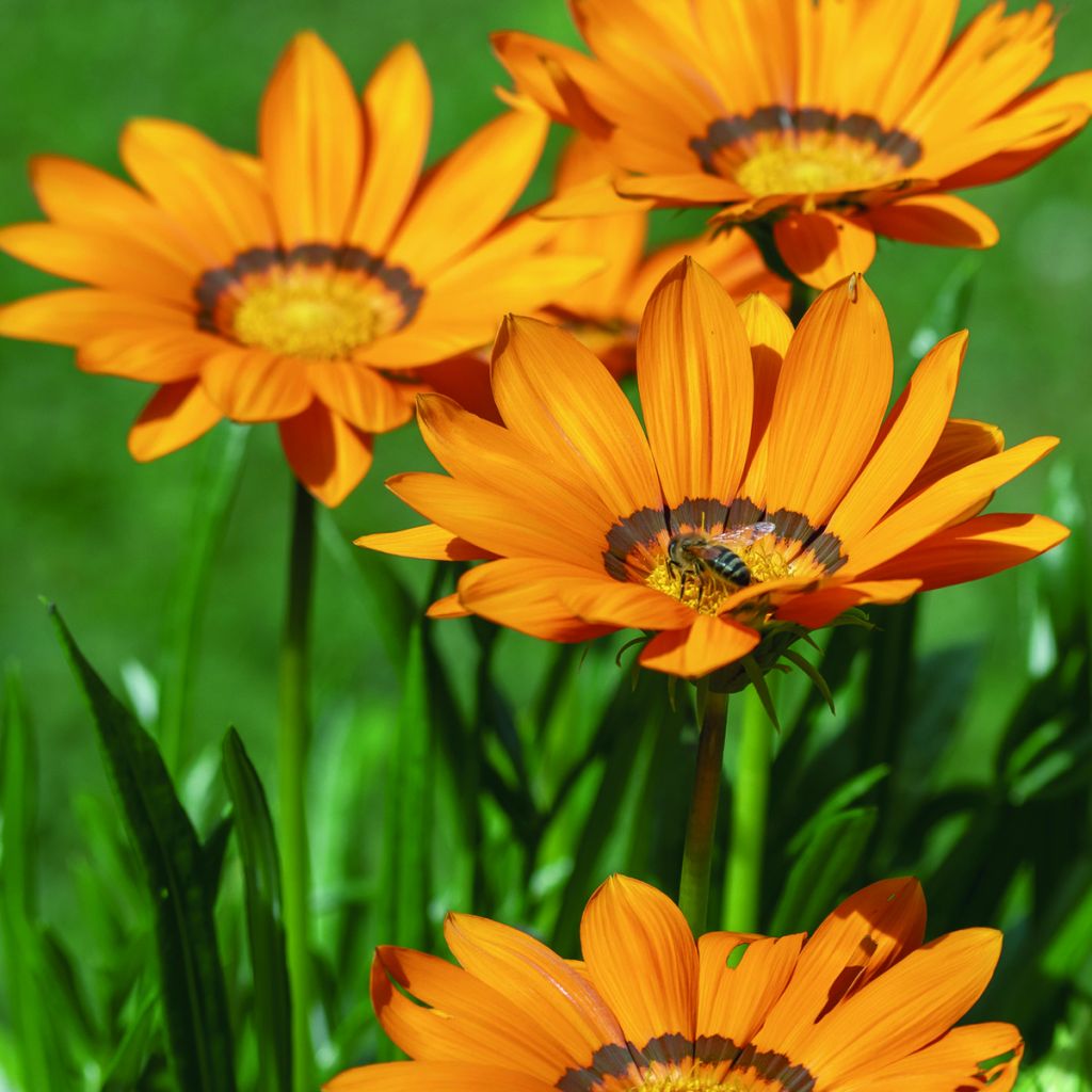 Gazania Zany F1 Orange (Semi rivestiti) - Gazania del Capo