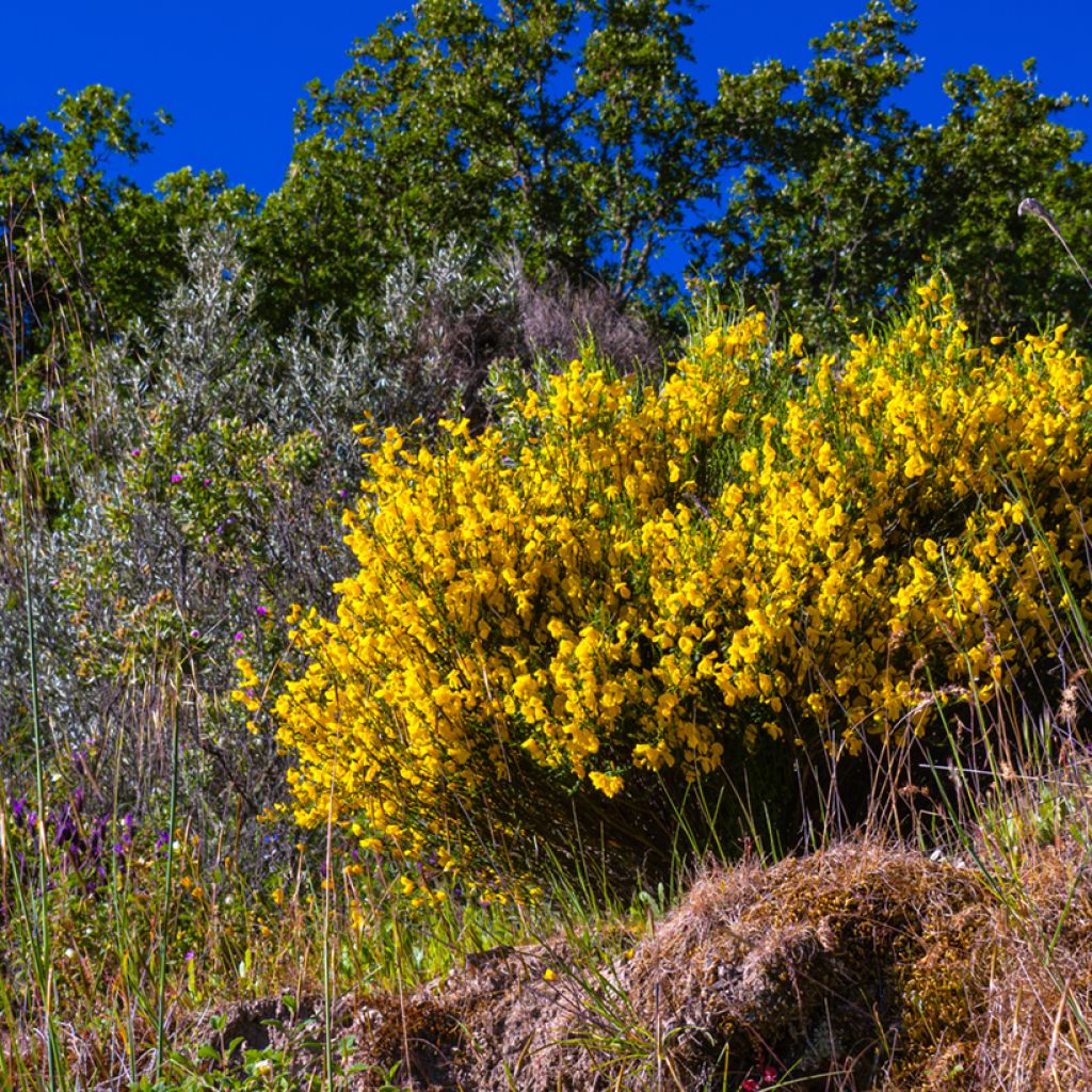 Cytisus scoparius - Ginestra dei carbonai (semi)