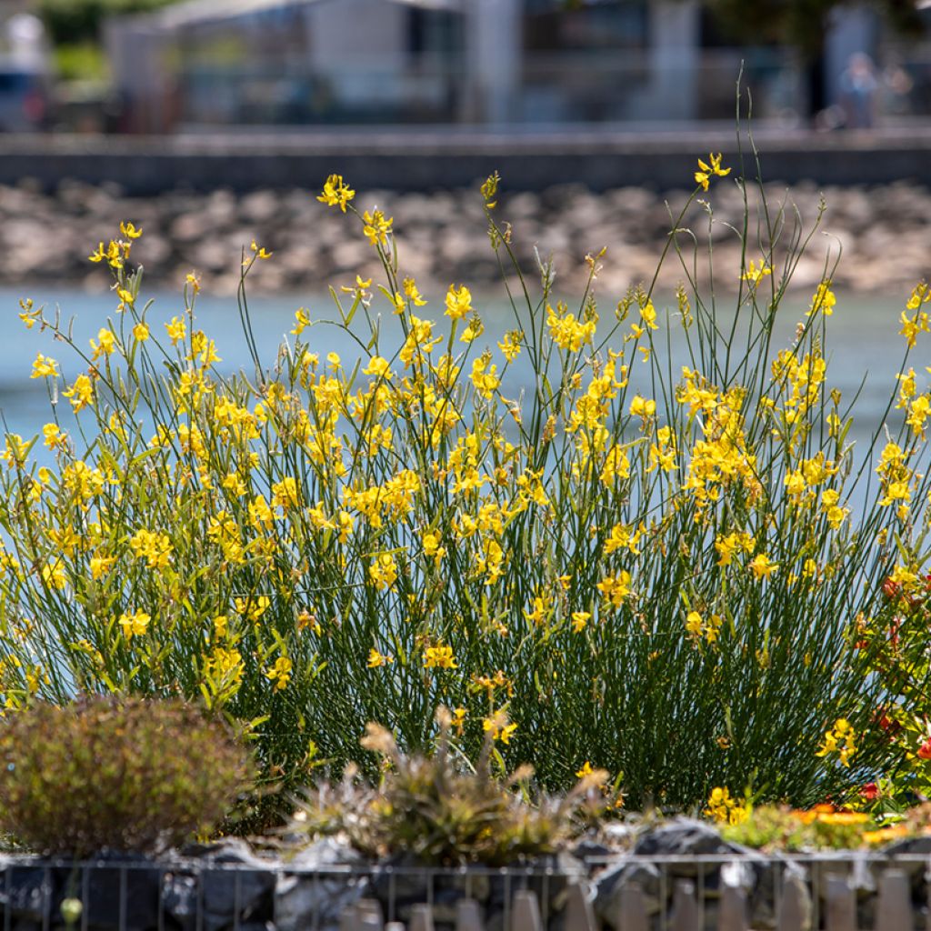 Cytisus scoparius - Ginestra dei carbonai (semi)