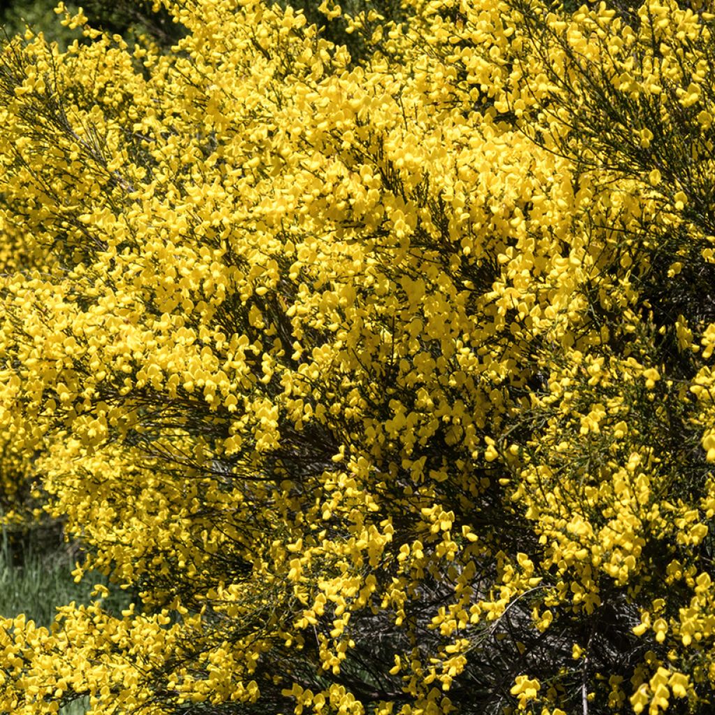 Cytisus scoparius - Ginestra dei carbonai (semi)