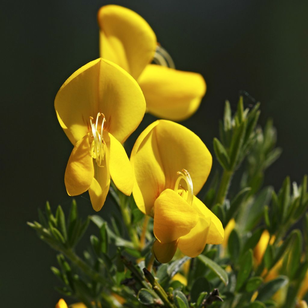 Cytisus scoparius - Ginestra dei carbonai (semi)