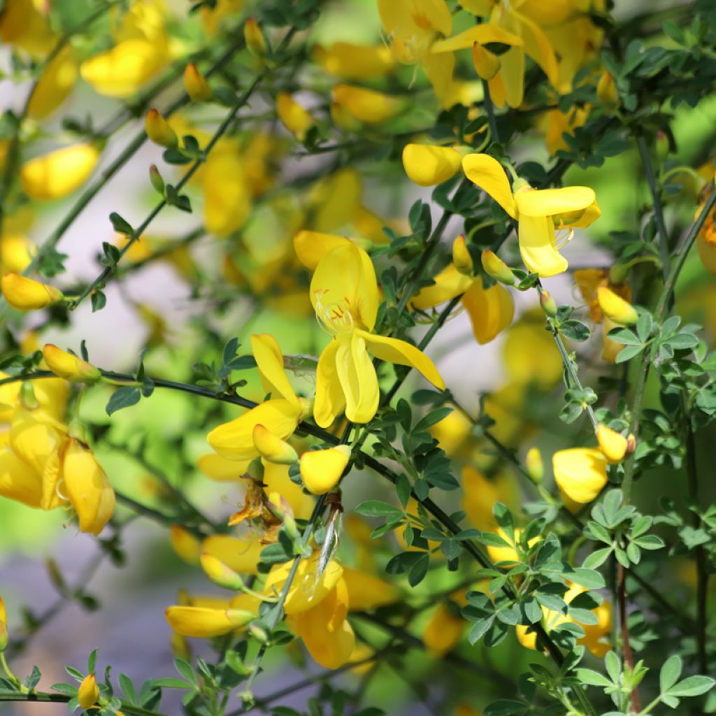 Cytisus scoparius - Ginestra dei carbonai (semi)