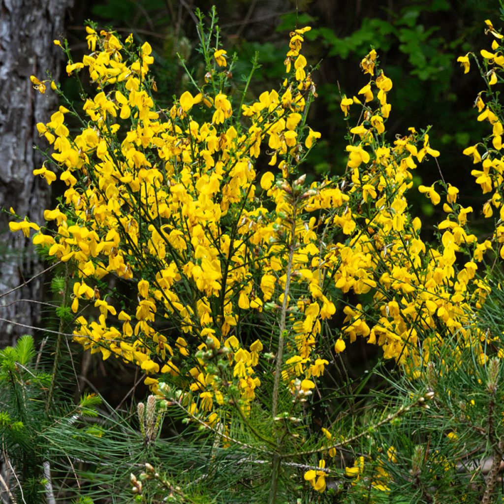 Cytisus scoparius - Ginestra dei carbonai (semi)