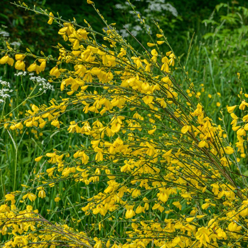 Cytisus scoparius - Ginestra dei carbonai (semi)