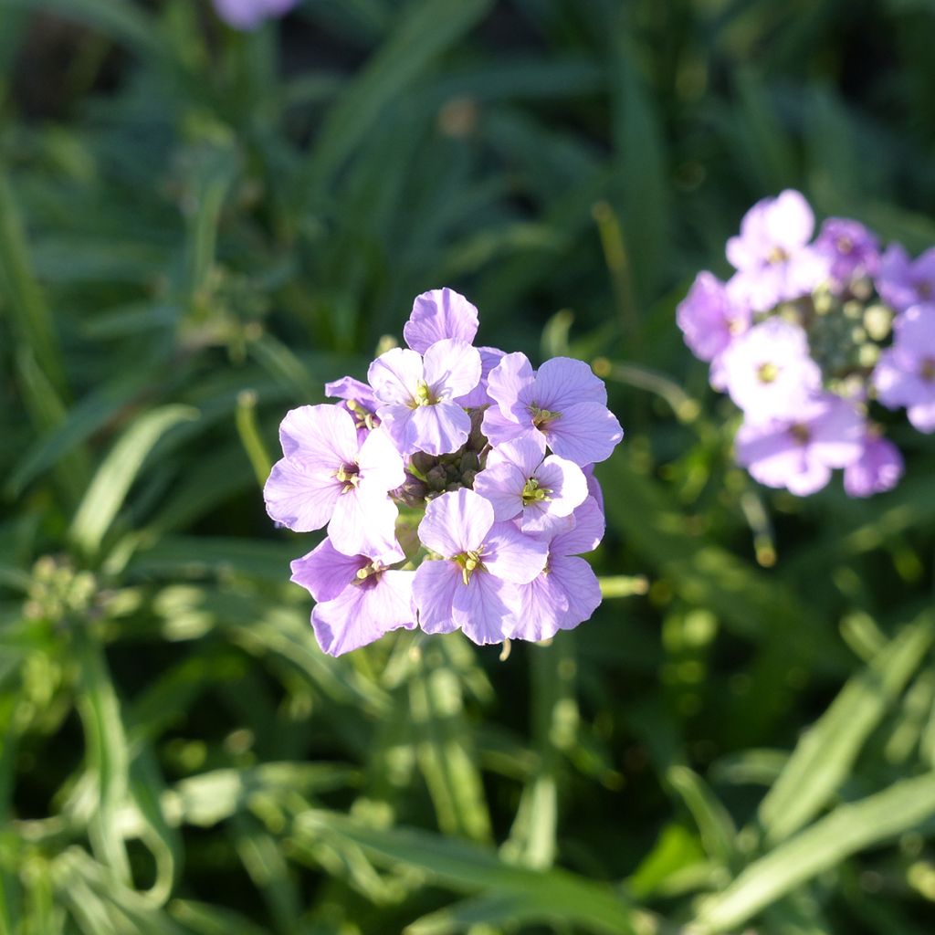 Erysimum linifolium Little Kiss lilac (semi) - Violaciocca