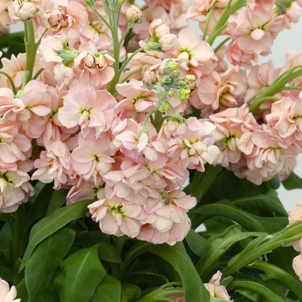 Violaciocca rossa Milla Salmon (semi)