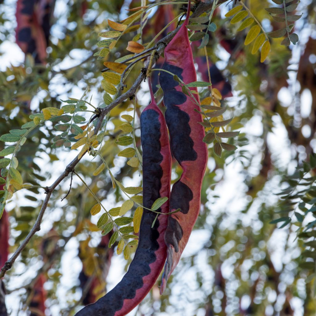Gleditsia triacanthos f. inermis - Spino di Giuda (semi)