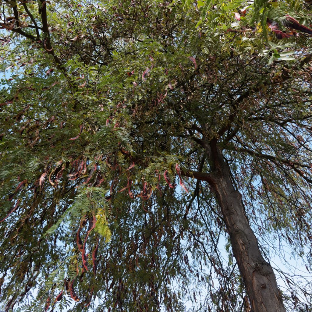 Gleditsia triacanthos f. inermis - Spino di Giuda (semi)