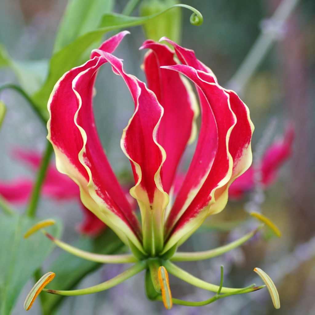Gloriosa superba Rothschildiana (semi)