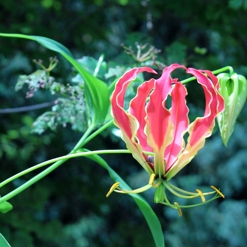 Gloriosa superba Rothschildiana (semi)