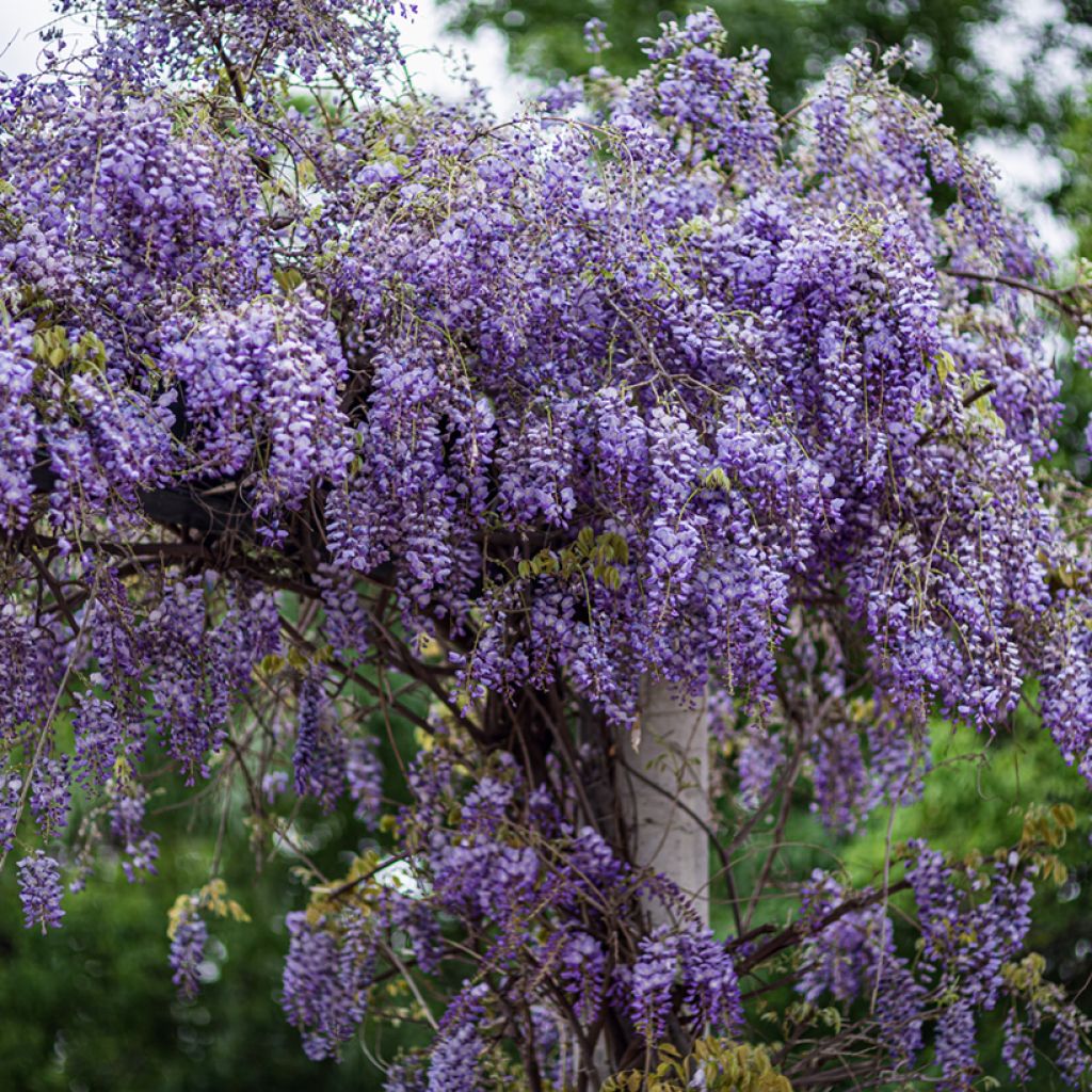 Wisteria sinensis - Glicine comune (semi)