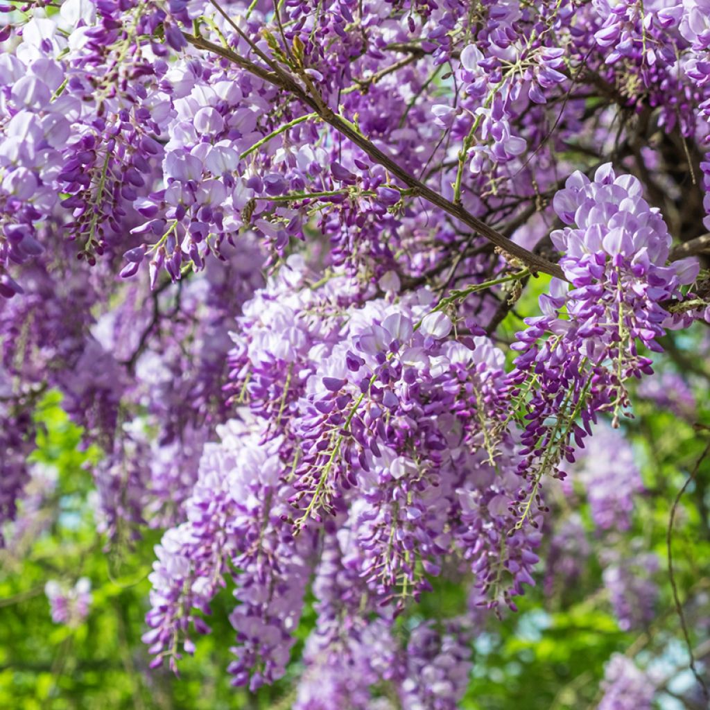 Wisteria sinensis - Glicine comune (semi)