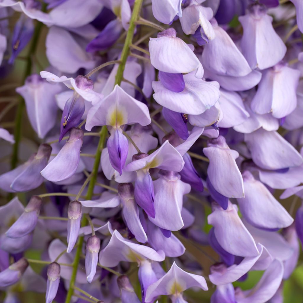 Wisteria sinensis - Glicine comune (semi)