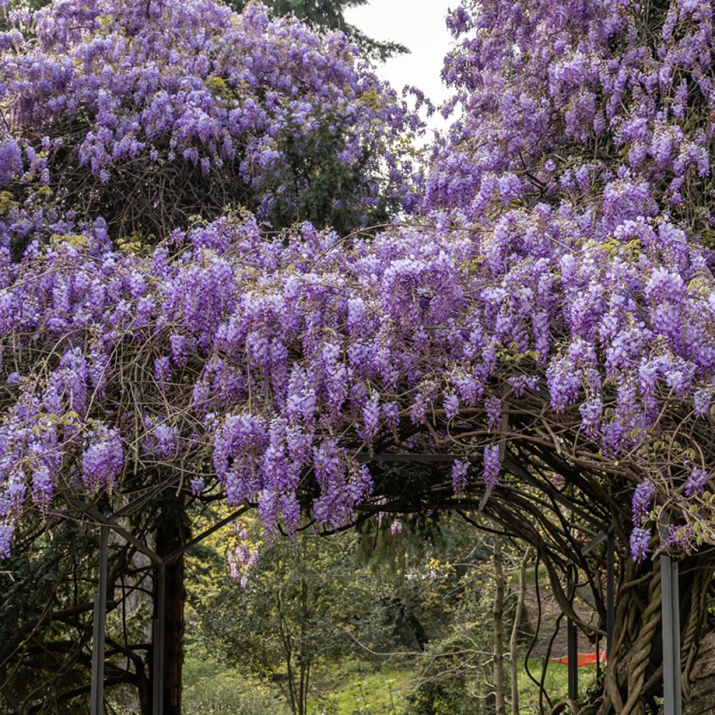 Wisteria sinensis - Glicine comune (semi)